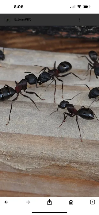 East Coast Pest Control Picture 2