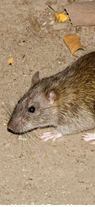 East Coast Pest Control Picture 9