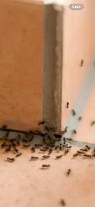 East Coast Pest Control Picture 1