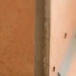 East Coast Pest Control
