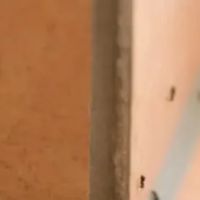 East Coast Pest Control ico