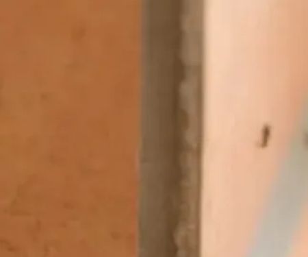 East Coast Pest Control