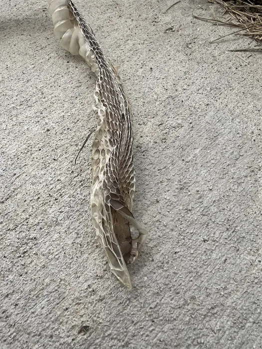 Wildlife Removal Baltimore Picture 3