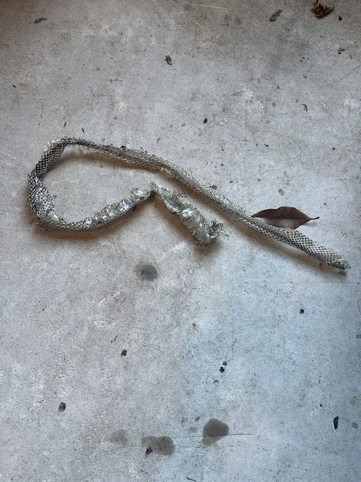 Wildlife Removal Baltimore Picture 5