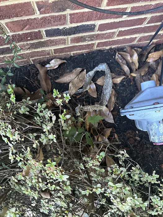 Wildlife Removal Baltimore Picture 2