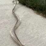 Wildlife Removal Baltimore
