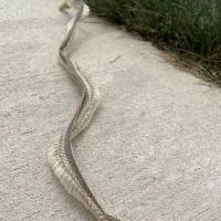 Wildlife Removal Baltimore ico