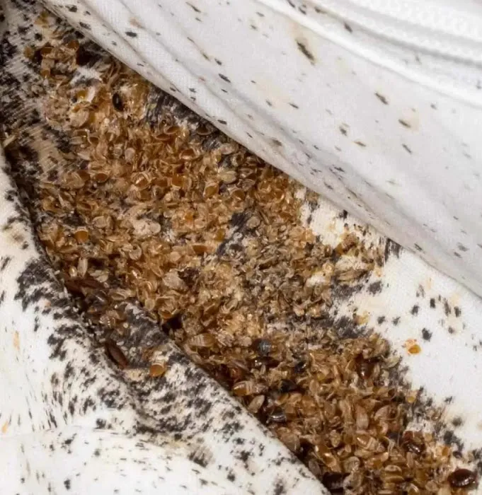 Crown Heat Bed Bug Eliminators Picture 3