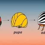 JunBug Pest Control