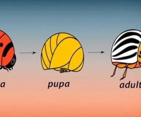 JunBug Pest Control