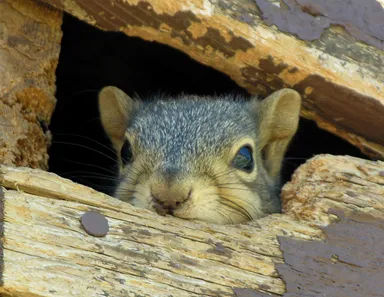 At Once Wildlife and Pest Solutions Picture 5