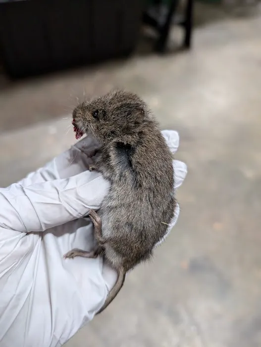 At Once Wildlife and Pest Solutions Picture 9