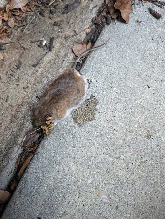 At Once Wildlife and Pest Solutions Picture 2