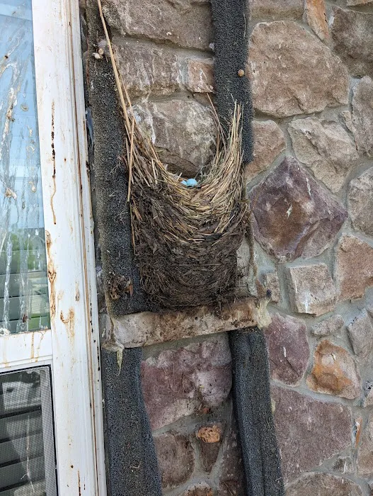 At Once Wildlife and Pest Solutions Picture 10