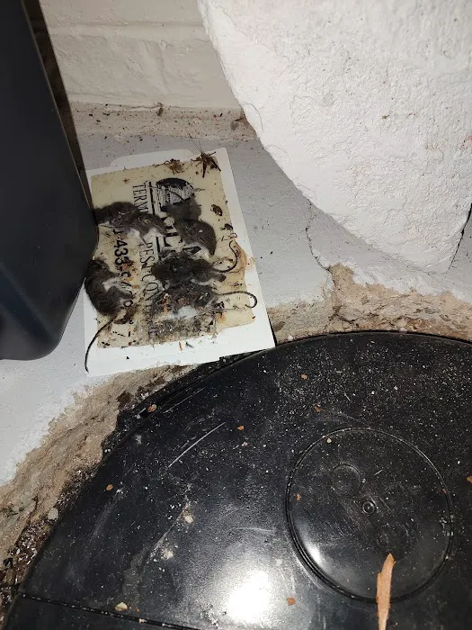 At Once Wildlife and Pest Solutions Picture 1