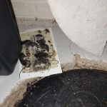 At Once Wildlife and Pest Solutions