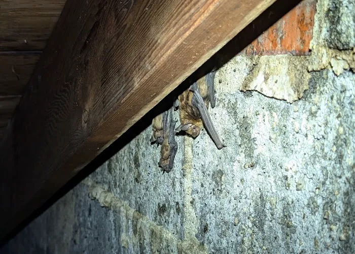 At Once Wildlife and Pest Solutions Picture 8