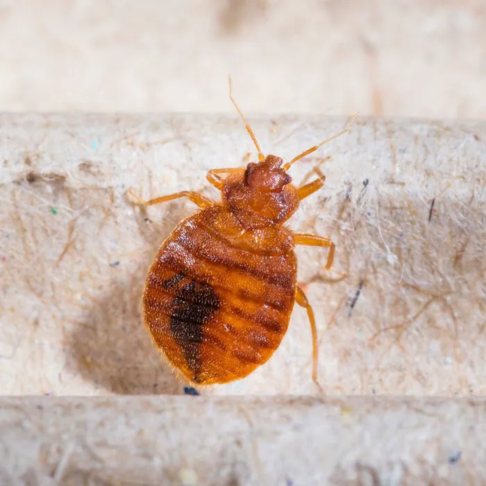 PestNow Picture 9
