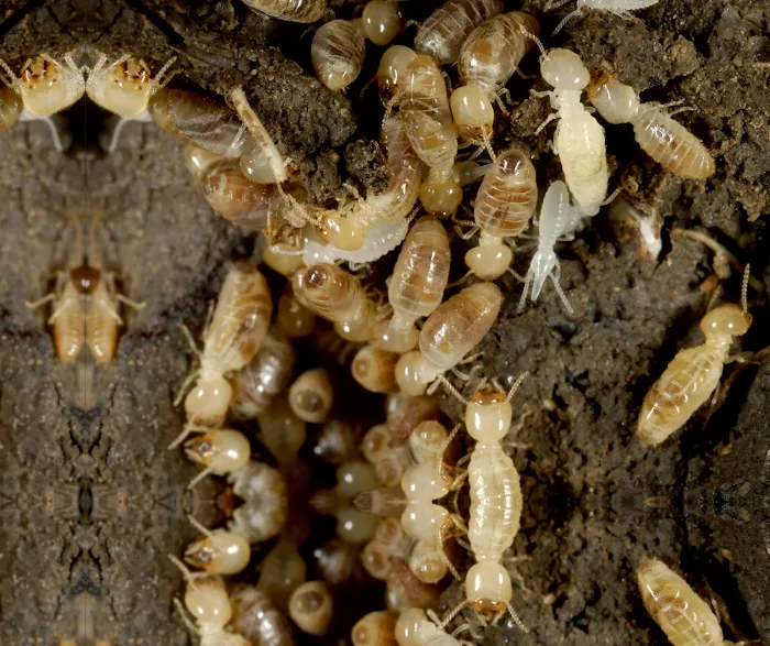 PestNow Picture 2