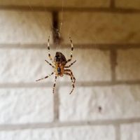 PestNow ico