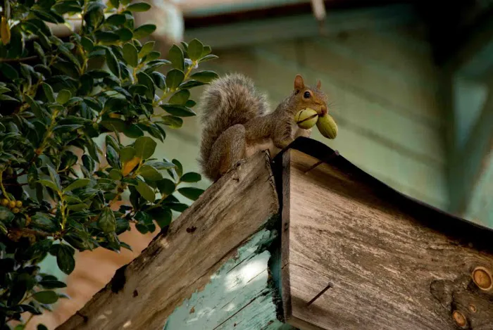 On The Fly Pest Solutions Picture 2