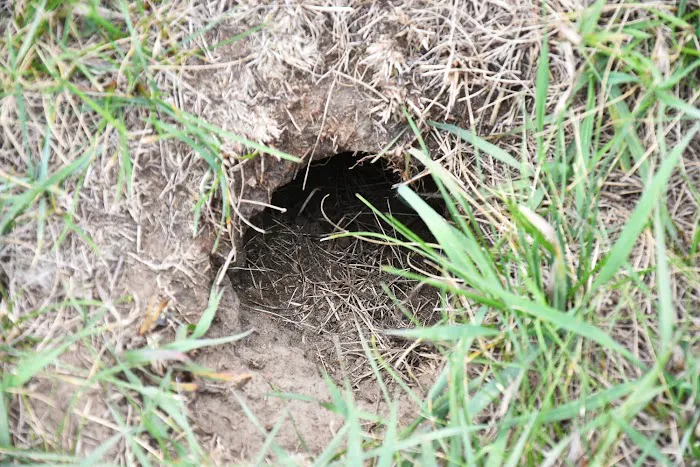 First Call Pest Solutions Picture 4