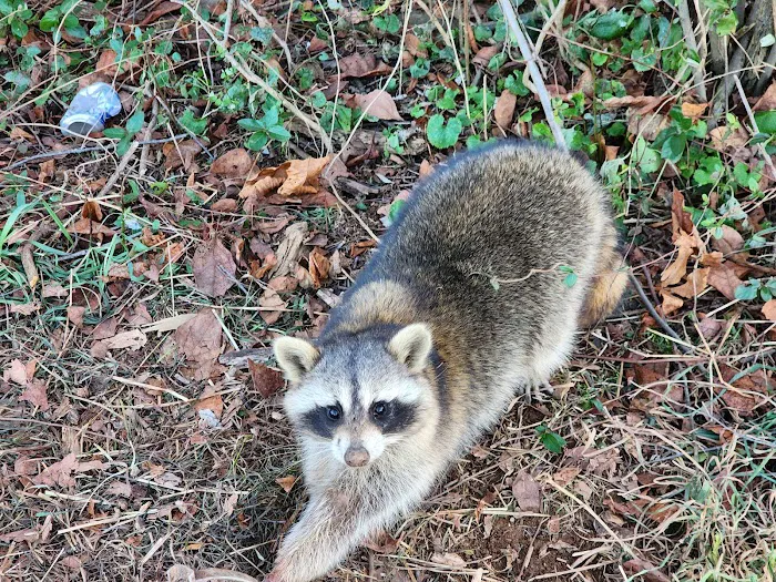 Nuisance Wildlife Removal LLC Picture 5