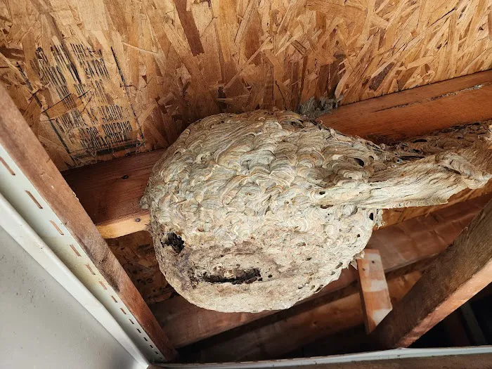 Nuisance Wildlife Removal LLC Picture 6