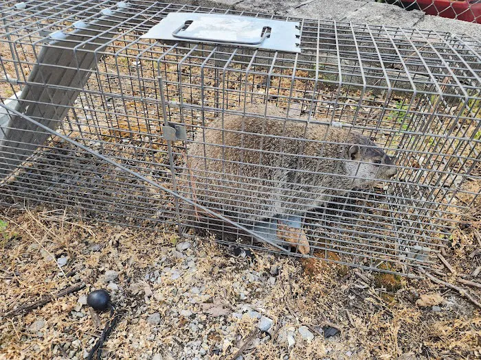 Nuisance Wildlife Removal LLC Picture 4