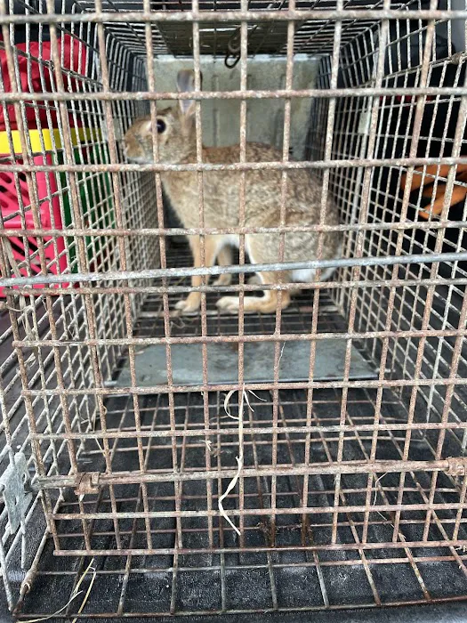 Nuisance Wildlife Removal LLC Picture 3