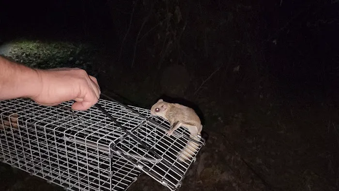 Nuisance Wildlife Removal LLC Picture 10