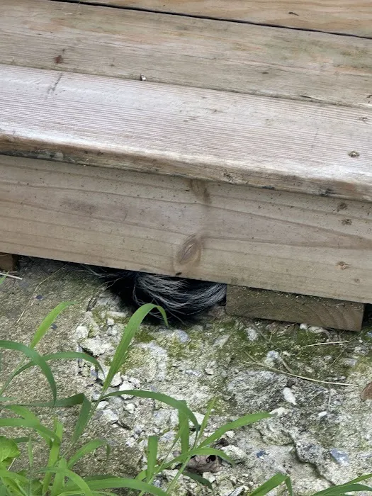 Nuisance Wildlife Removal LLC Picture 2