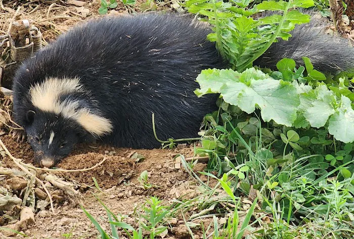 Nuisance Wildlife Removal LLC Picture 9