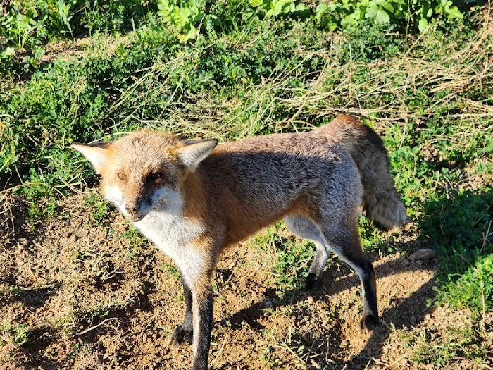 Nuisance Wildlife Removal LLC Picture 8