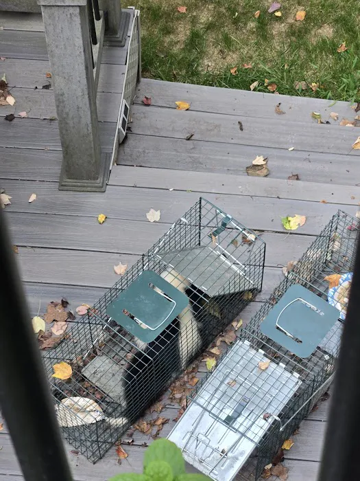 Nuisance Wildlife Removal LLC Picture 1