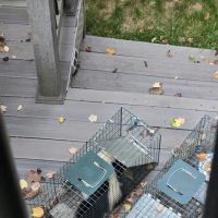 Nuisance Wildlife Removal LLC ico