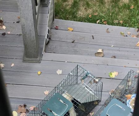 Nuisance Wildlife Removal LLC