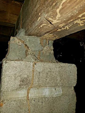 Armor Pest Control Picture 9