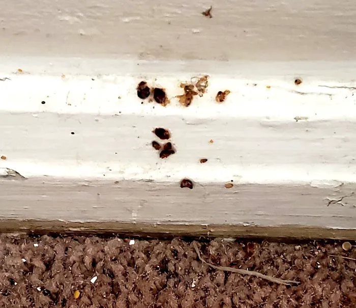 Armor Pest Control Picture 4