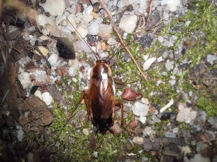 Van-Cal Pest Solutions LLC Picture 8