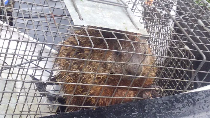 Van-Cal Pest Solutions LLC Picture 10