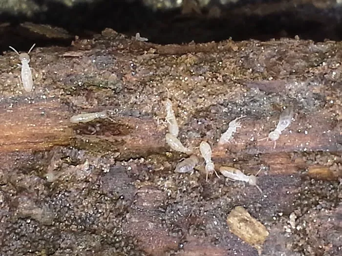 Van-Cal Pest Solutions LLC Picture 4