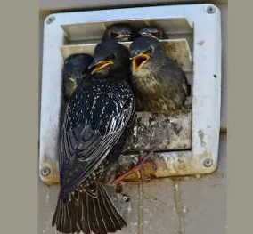 Felix Wildlife Services LLC Picture 1