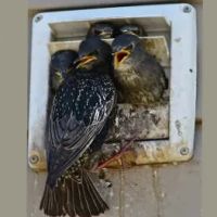 Felix Wildlife Services LLC ico