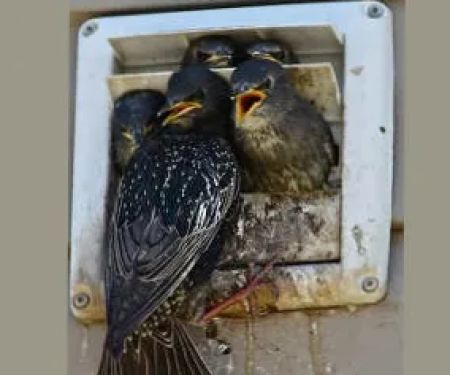 Felix Wildlife Services LLC