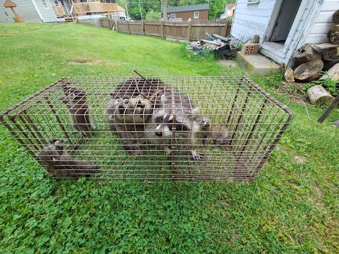 Knepp's Pest Control Picture 5