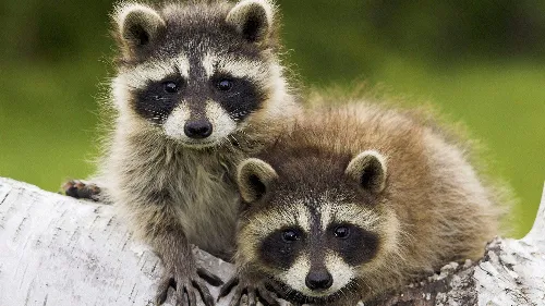 Knepp's Pest Control Picture 1