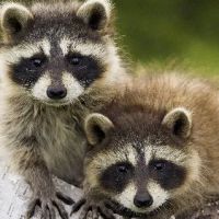 Knepp's Pest Control ico