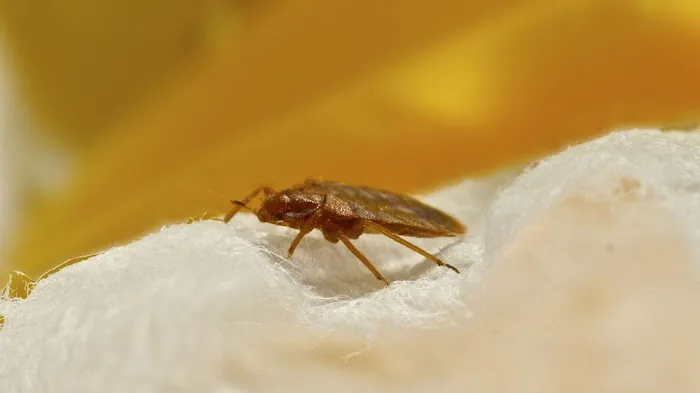 Economy Pest Control Inc Picture 1