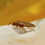 Economy Pest Control Inc